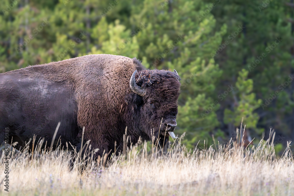 An American Bison with horns roams in Yellowstone National Park in Wyoming and Montana in the Madison River Valley, with green trees and yellow grass. An American Bison with horns roams in Yellowstone National Park in Wyoming and Montana in the Madison River Valley, with green trees and yellow grass.
