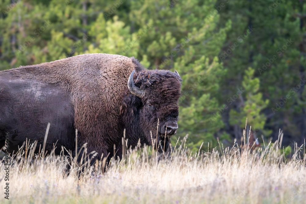An American Bison with horns roams in Yellowstone National Park in Wyoming and Montana in the Madison River Valley, with green trees and yellow grass. An American Bison with horns roams in Yellowstone National Park in Wyoming and Montana in the Madison River Valley, with green trees and yellow grass.