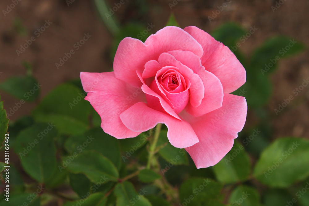 Rose Rose