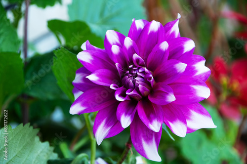 Purple Dahlia Jean Marie with white tips