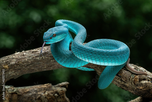 Blue White-lipped Pit Viper (Trimeresurus insularis) native to Lesser Sunda Islands in Indonesia. 