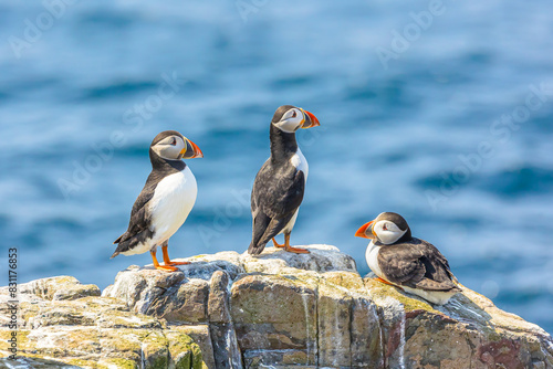 Puffins, Scientific name: fratercula arctica.  Close up of three Atlantic puffins perched on rocks and looking out to sea.  Northumberland. UK.  Horizontal. Space for copy