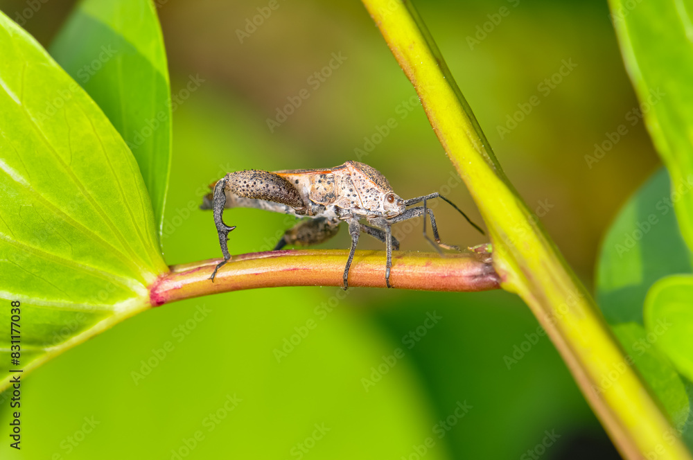 Pentatomomorpha sitting on a green branch on Phuket island in Thailand Pentatomomorpha sitting on a green branch on Phuket island in Thailand