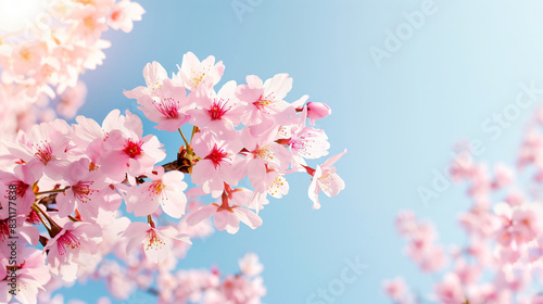 Light beautiful natural spring image of blooming pink
