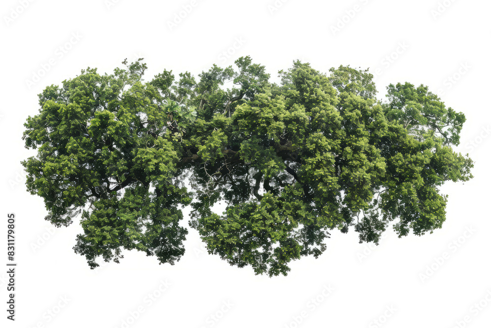 Obraz premium aerial view of an ancient oak woodland, highlighting the natural patterns and textures formed by the trees.