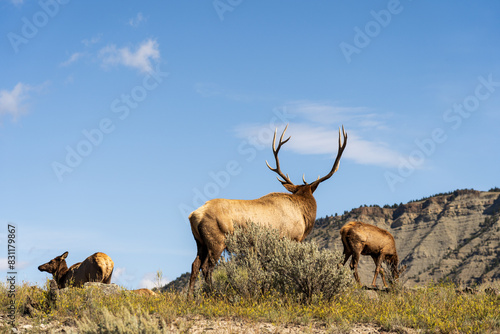Bull elk with his herd of cows and calves at Mammoth Hot Springs in Yellowstone National Park on a fall afternoon/evening. Mountains in the background. photo