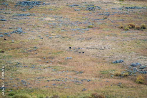 View of a wolf pack in the valley below from Dunraven Pass and Mount Washburn in Yellowstone National Park on a sunny fall day