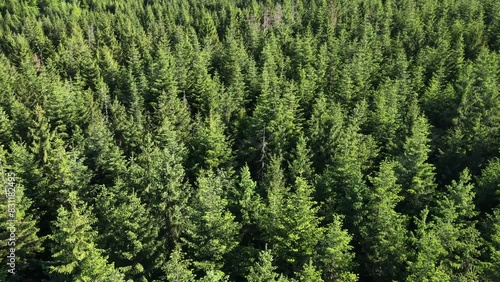 Aerial view of epic majestic pristine summer green forest in national park, protected natural area or reserve. Tree peaks stand out, nature background. Drone filming straight down and rising photo