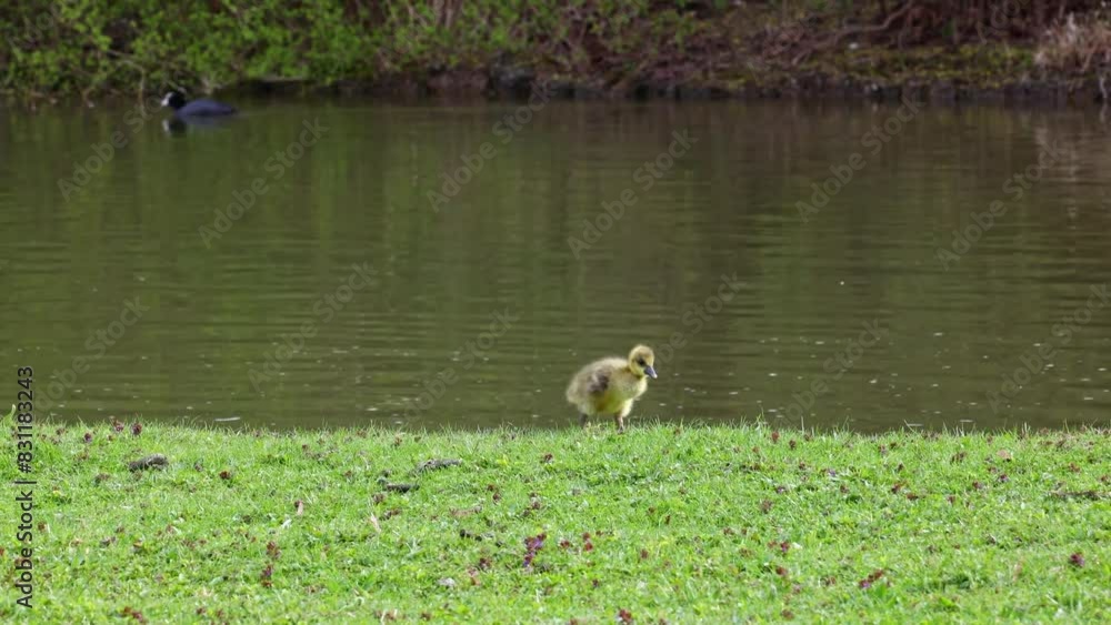 Close up of a beautiful yellow fluffy greylag goose baby gosling in spring, Anser anser is a species of large goose in the waterfowl family Anatidae Close up of a beautiful yellow fluffy greylag goose baby gosling in spring, Anser anser is a species of large goose in the waterfowl family Anatidae
