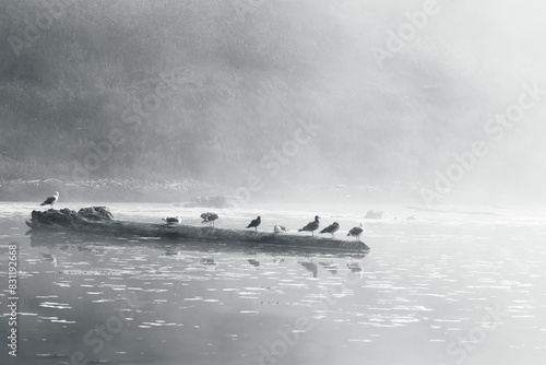 Grayscale of birds perched on a log in the water photo