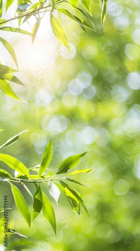 Sunlight filtering through vibrant green leaves with bokeh background