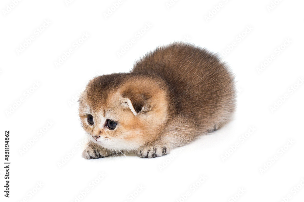Small, playful Scottish fold kitten Small, playful Scottish fold kitten