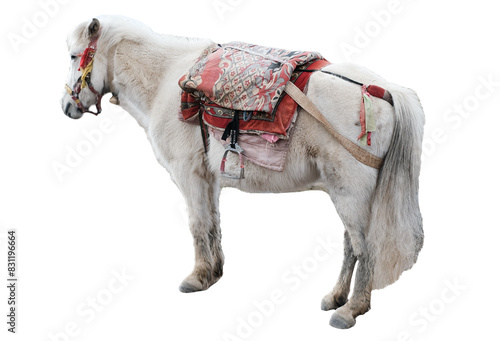 Tibetan pony horse isolated on white background with clipping path, Closeup white local horse at Napahai Lake at Shangri-La City or Xiang Ge Le La, Yunnan