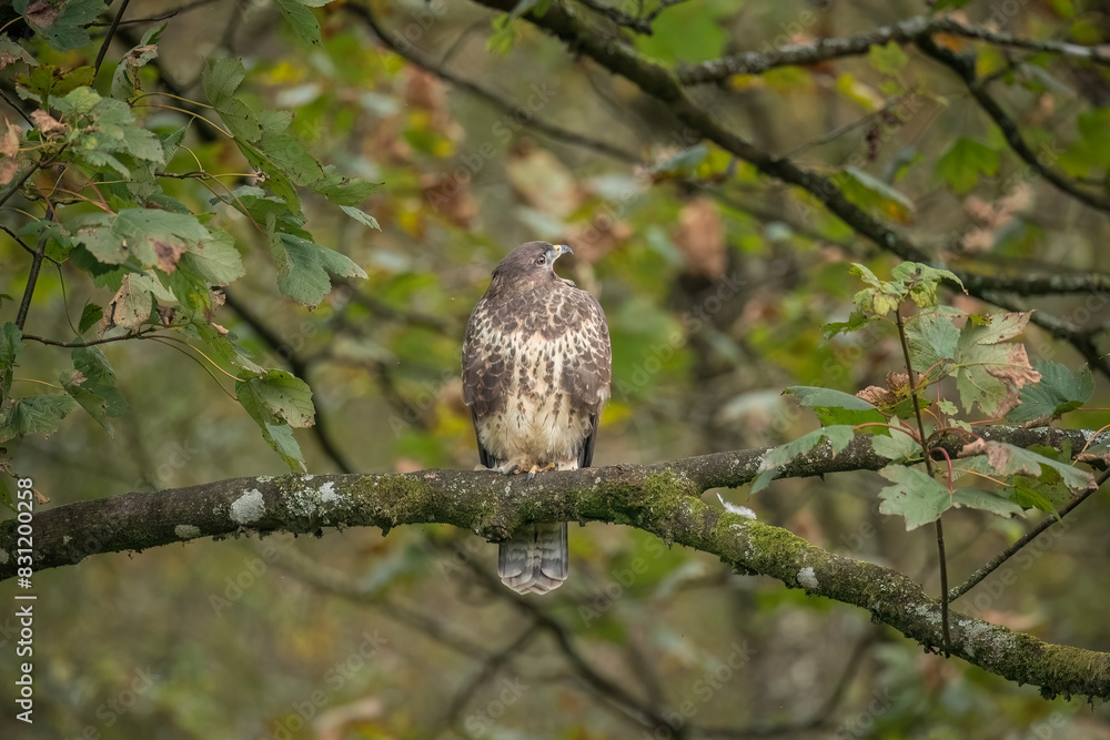 Buzzard juvenile, Buteo buteo, perched on a post in the uk, close upp Buzzard juvenile, Buteo buteo, perched on a post in the uk, close upp