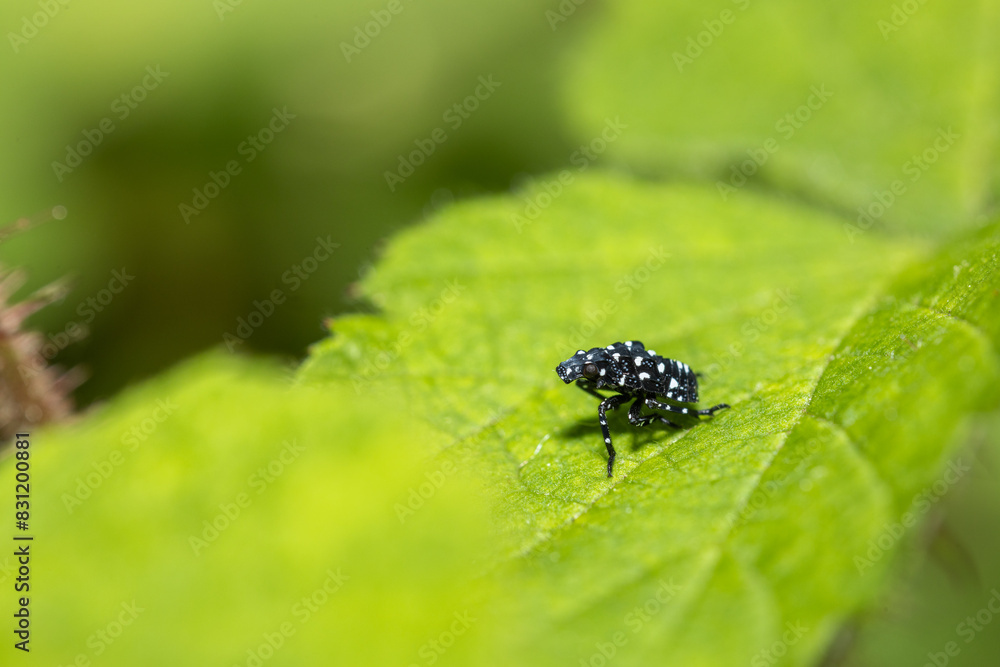spotted lantern fly nymph on leaf macro image spotted lantern fly nymph on leaf macro image
