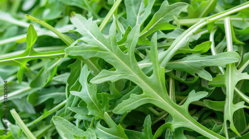 Obraz premium Fresh arugula salad leaves, top view background. Flat lay of fresh green rucola salad leaf texture pattern.