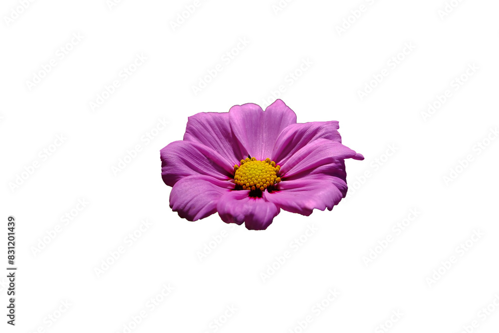 Pink flowers isolated on white background. Make clipping path. Pink flowers isolated on white background. Make clipping path.