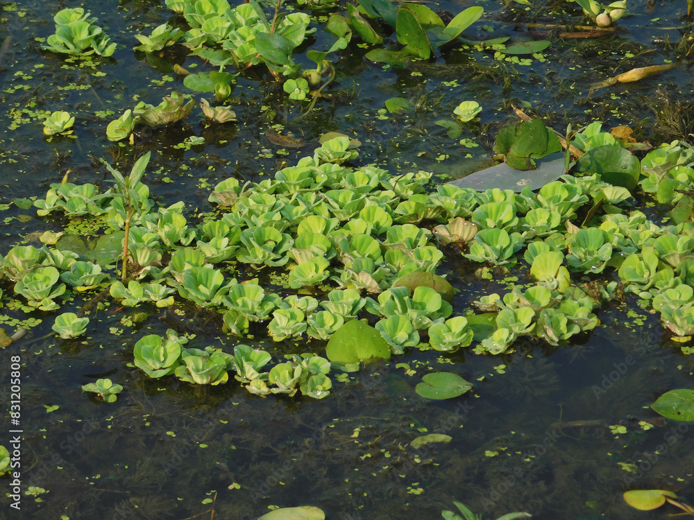 Pistia stratiotes in the river. Indonesian call it Kiambang, kapu-kapu, kayu apu, kayambang, apu-apu, kayu apung, or kapu-kapu Pistia stratiotes in the river. Indonesian call it Kiambang, kapu-kapu, kayu apu, kayambang, apu-apu, kayu apung, or kapu-kapu