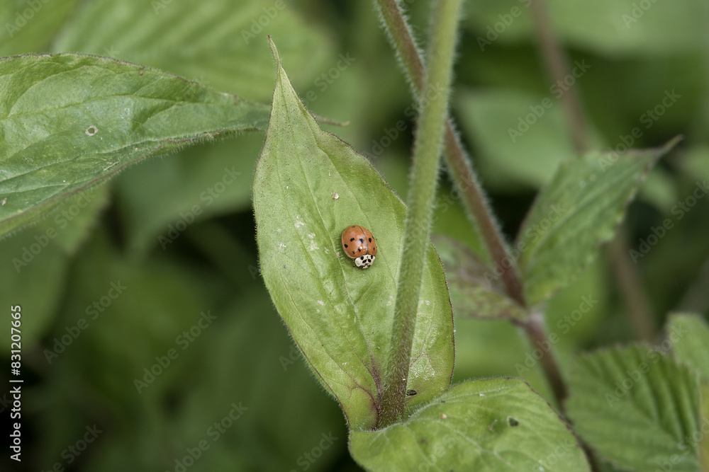 multicoloured asian ladybeetle ladybug on a green leaf multicoloured asian ladybeetle ladybug on a green leaf