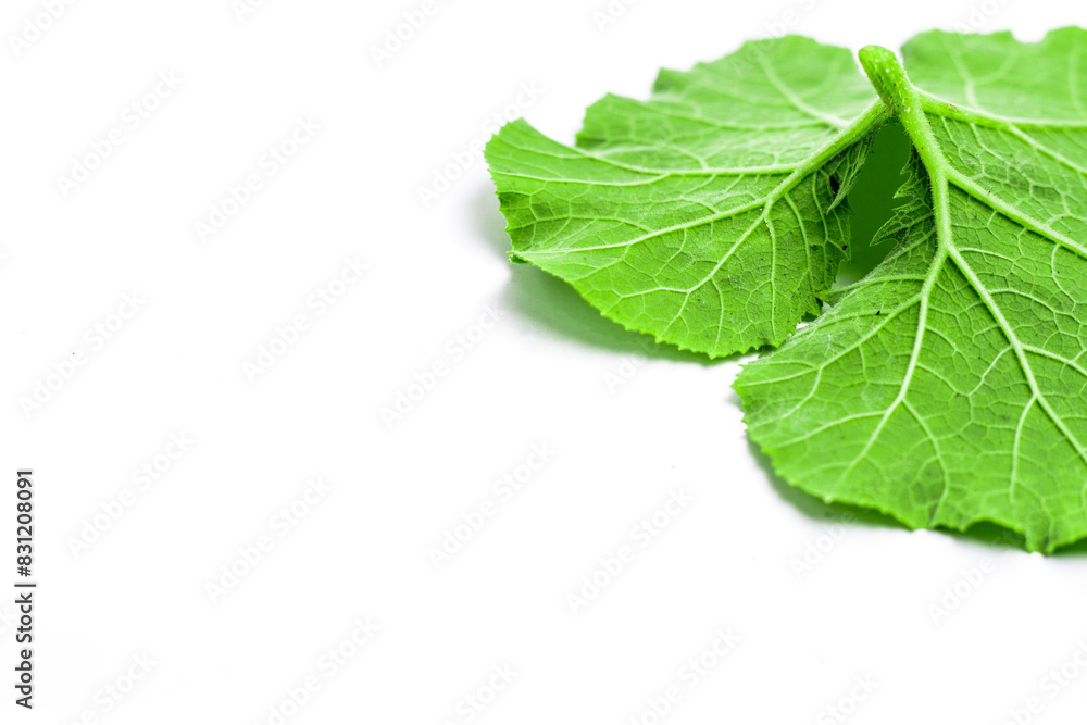 Obraz premium Pumpkin leaves isolated on white background 