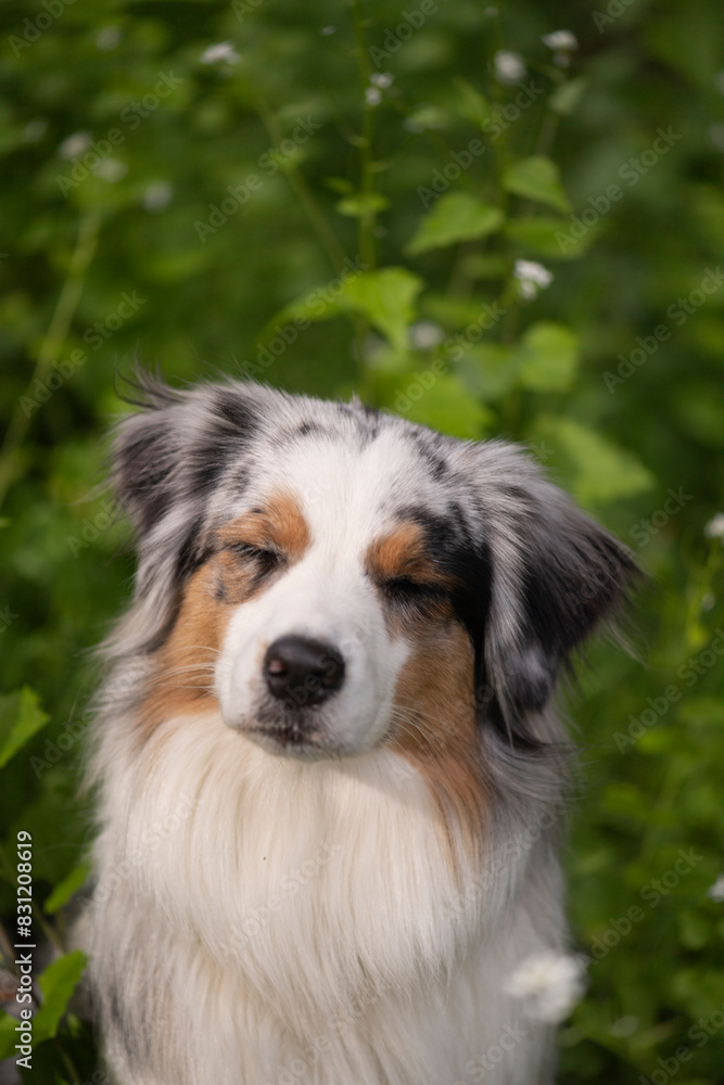 Porträt eines Australian Shepherd mit geschlossenen AUgen Porträt eines Australian Shepherd mit geschlossenen AUgen