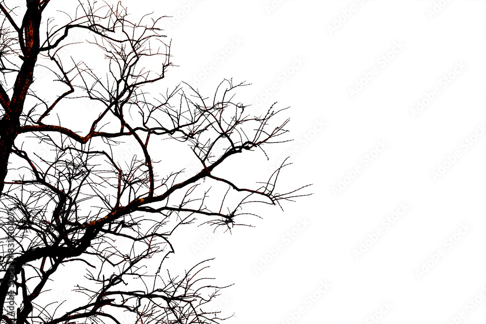 Fototapeta premium Dead branches , Silhouette dead tree or dry tree on white background with clipping path.