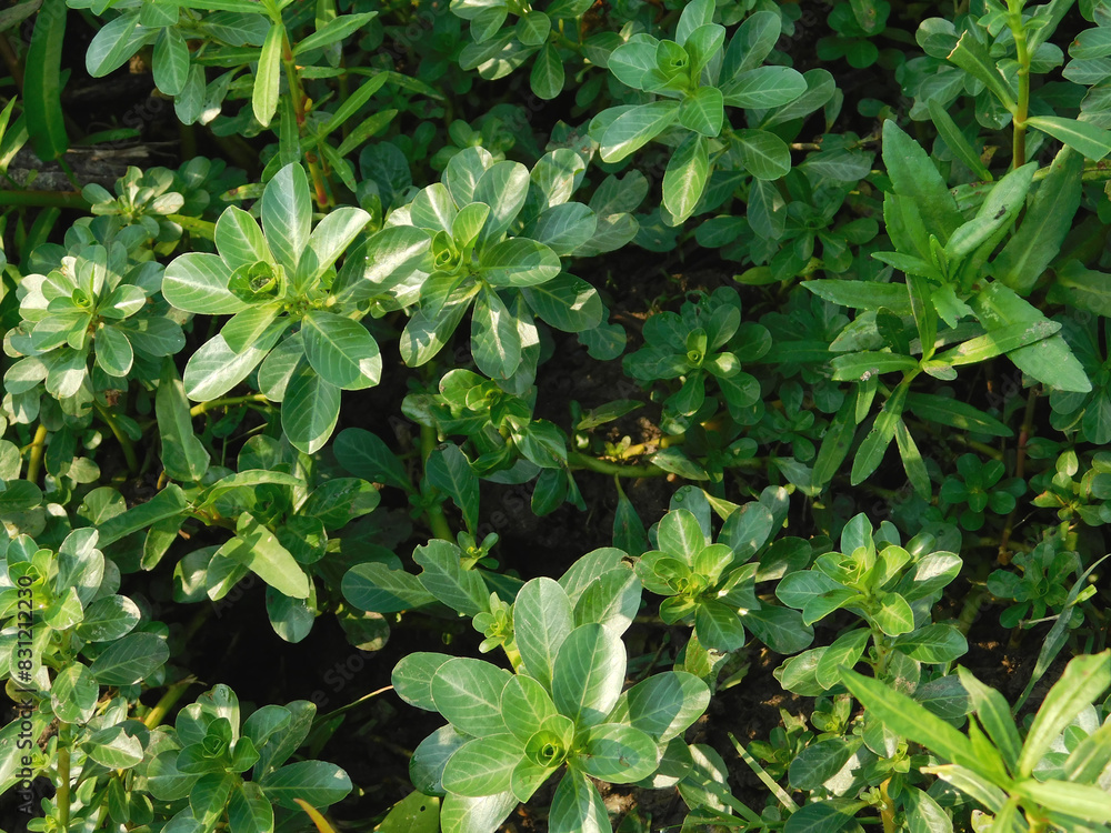 Ludwigia adscendens this plant can reduce the oxygen content in water Ludwigia adscendens this plant can reduce the oxygen content in water
