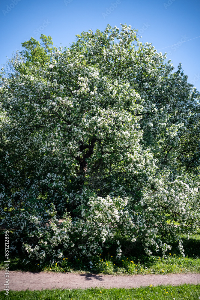 Obraz premium White flowering apple tree over blue sky, soft focus. Blossoming old tree in Spring time, season in nature. 