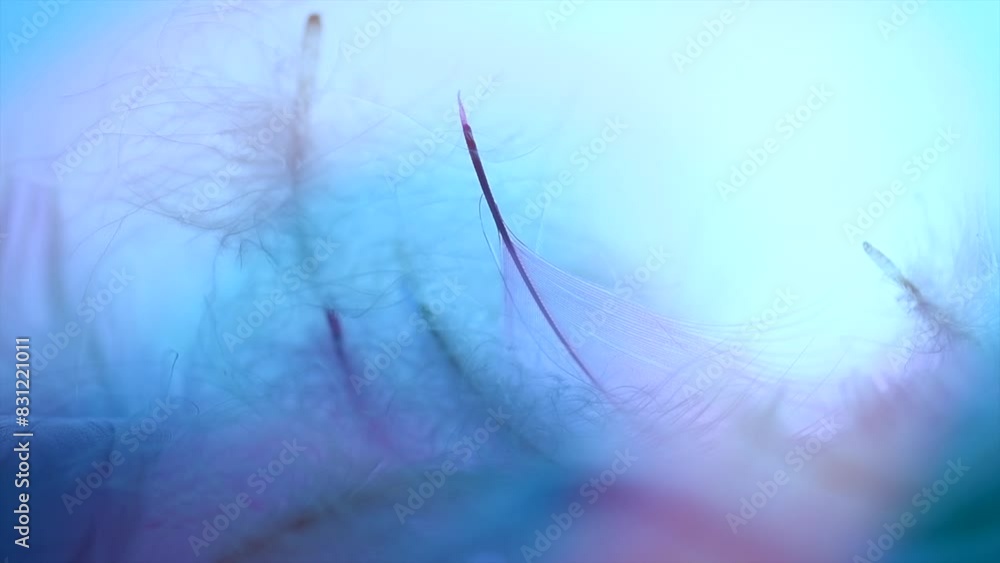 Beautiful abstract colorful feathers on blue background, soft pastel colors feather texture, close up. Colourful pastel neon feathers. Softness concept. Slow motion Beautiful abstract colorful feathers on blue background, soft pastel colors feather texture, close up. Colourful pastel neon feathers. Softness concept. Slow motion