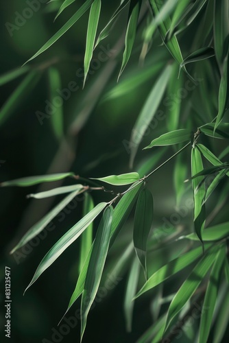 closeup of bamboo leaves swaying in the breeze on dark green blur background