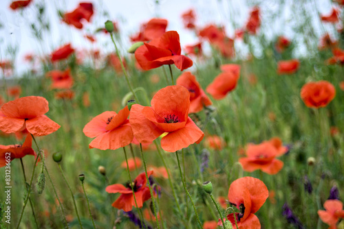 Poppies are blooming in the end of May