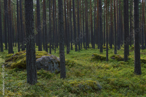 Large stones covered with moss in Karelian forest.