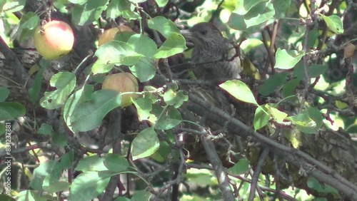 Bird European green woodpecker, Picus viridis on apple tree with apples on summer sunny day - real time. Topics: natural environment, ornithology, orchard, natural habitat, animal photo