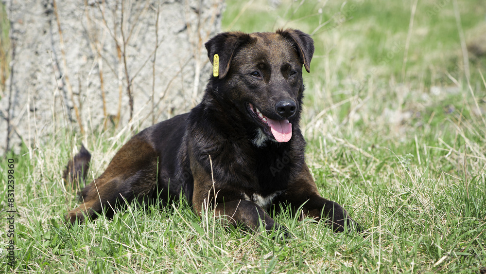 big black dog. dog on the grass. adult purebred dog in spring or summer, lying on the grass, on the lawn or green park on the grass in sunshine. looks at me. home or homeless animal big black dog. dog on the grass. adult purebred dog in spring or summer, lying on the grass, on the lawn or green park on the grass in sunshine. looks at me. home or homeless animal