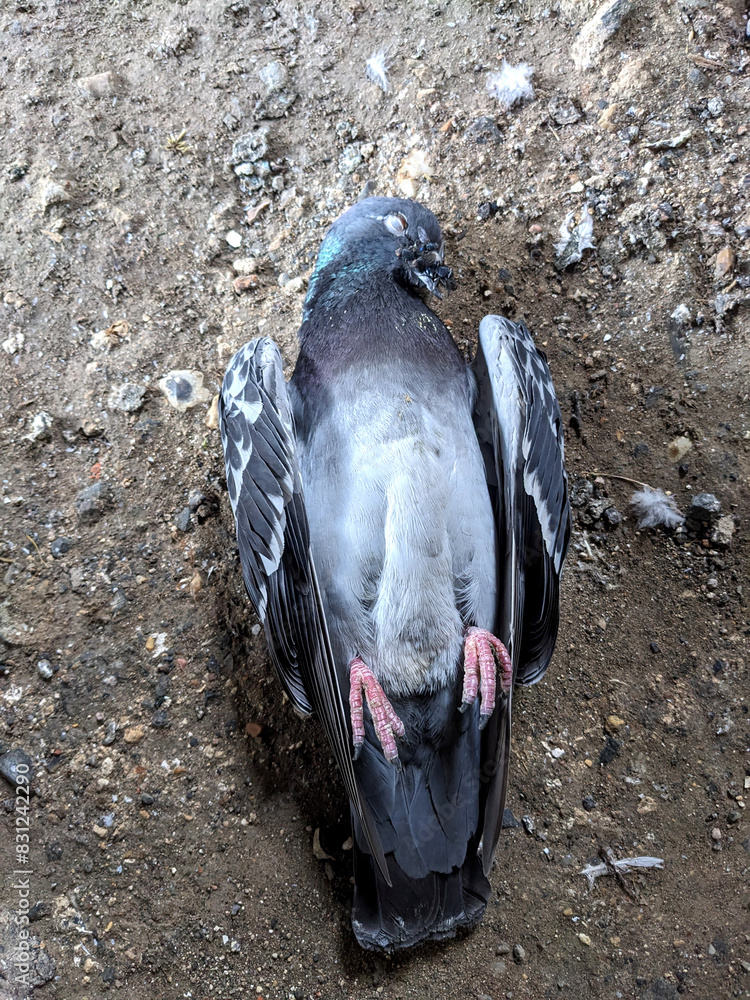 Fototapeta premium A Dead Pigeon Bird on Gravel Ground Passed Away Naturally