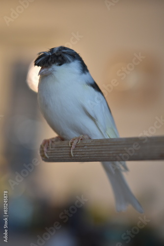 Canary gloster bird perched on a branch photo