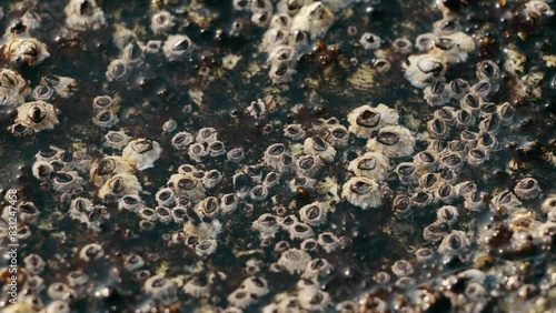 A charming sight of Balanus Glandula, small acorn shells on rocks, pressing tightly to the surface to reveal their hard, volcanic shells.