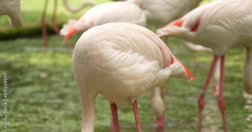 A flamingo bird cleaning the feathers close up. High definition slow motion shot at 4K video footage. A flamingo bird cleaning the feathers close up. High definition slow motion shot at 4K video footage.