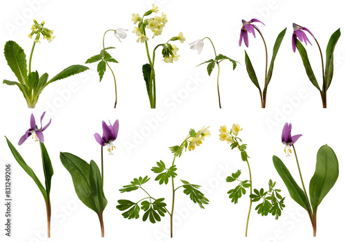 Many stems of forest and meadow plants with yellow, white and violet flowers on white background