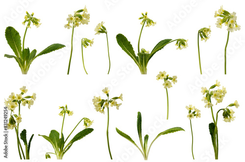 Many stems with yellow flowers and leaves at various angles on white background