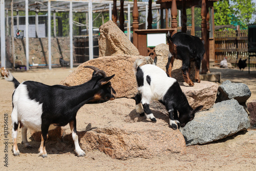 Photography A dwarf goat with baby goats on a stone pedestal