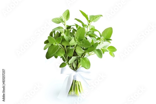 Fresh oregano bunch tied with a ribbon isolated on white background