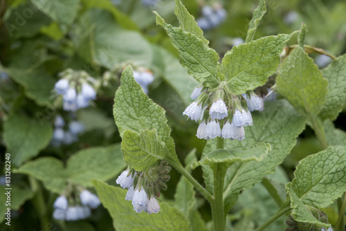 pretty flowers of blue comfrey symphytum caucasicum also known as the beinwell photo