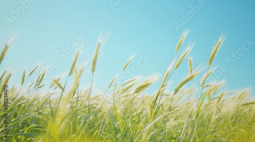 Golden wheat field against a clear blue sky. Represents agriculture  harvest  and the beauty of rural landscapes.