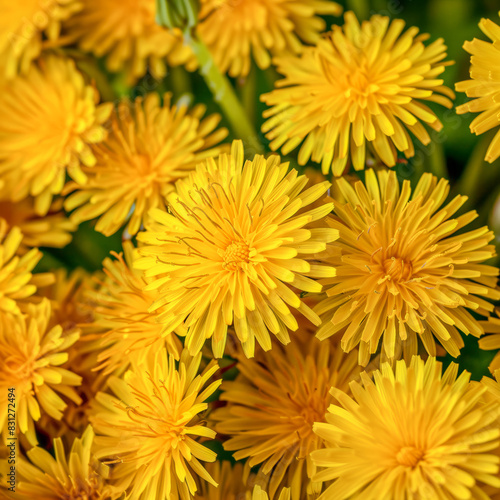 Background top view yellow dandelions flowers. Postcard birthday  womans  mothers holiday  wedding invitation  event banner  flat lay style. Summertime floral texture close up  copy space.