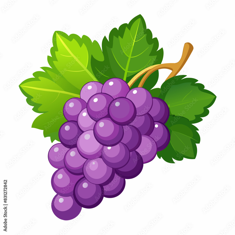 vector illustration of grape