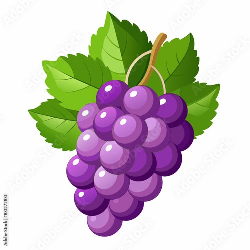 vector illustration of grape