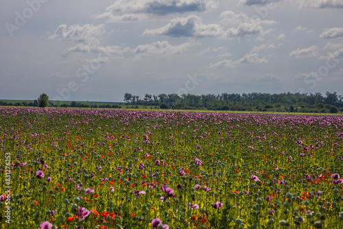 Wallpaper Mural A large field with poppies. The poppy blooms with red and purple flowers. The sky is blue with white clouds. Torontodigital.ca