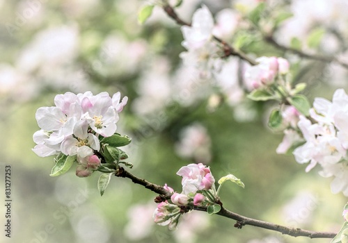 Magical apple blossom in the spring garden. Spring blossom of tree.