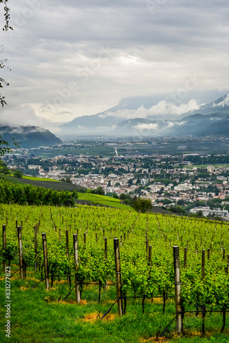 Dorf Tirol, Meran, Weinberg, Weinpergola, Aussichtspunkt, Etschtal, Etsch, Wanderweg, Parkbank, Spazierweg, Meranerland, Vinschgau, Südtirol, Frühling, Sommer, Nebel, Italien photo